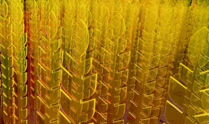 Соцсети 2030: частная жизнь, геймификация и новые форматы общения
